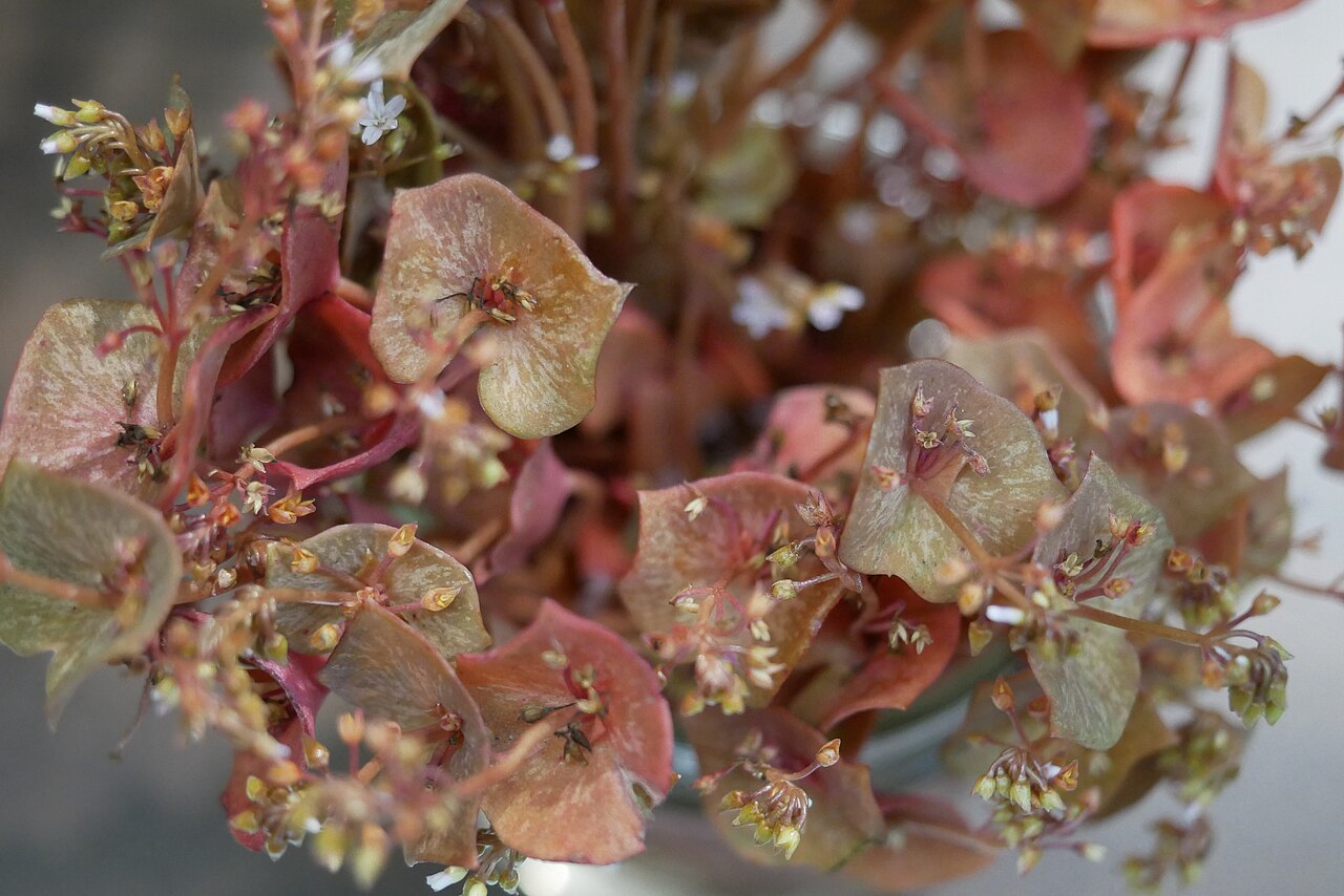 Claytonia rubra