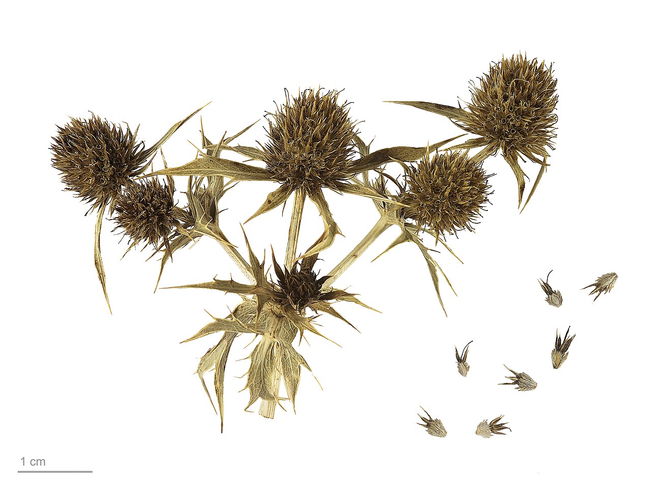 Field eryngo