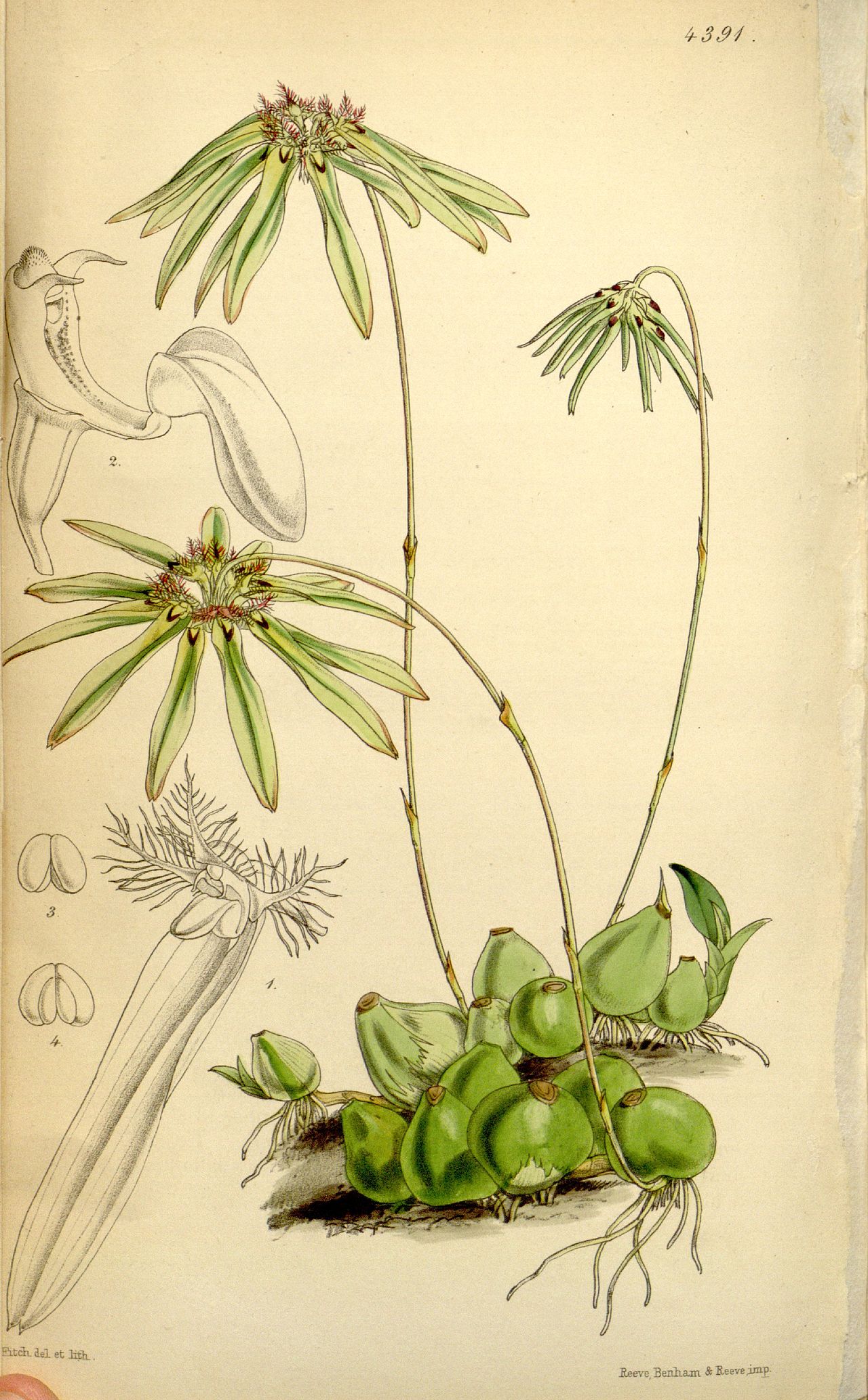 Bulbophyllum fimbriatum