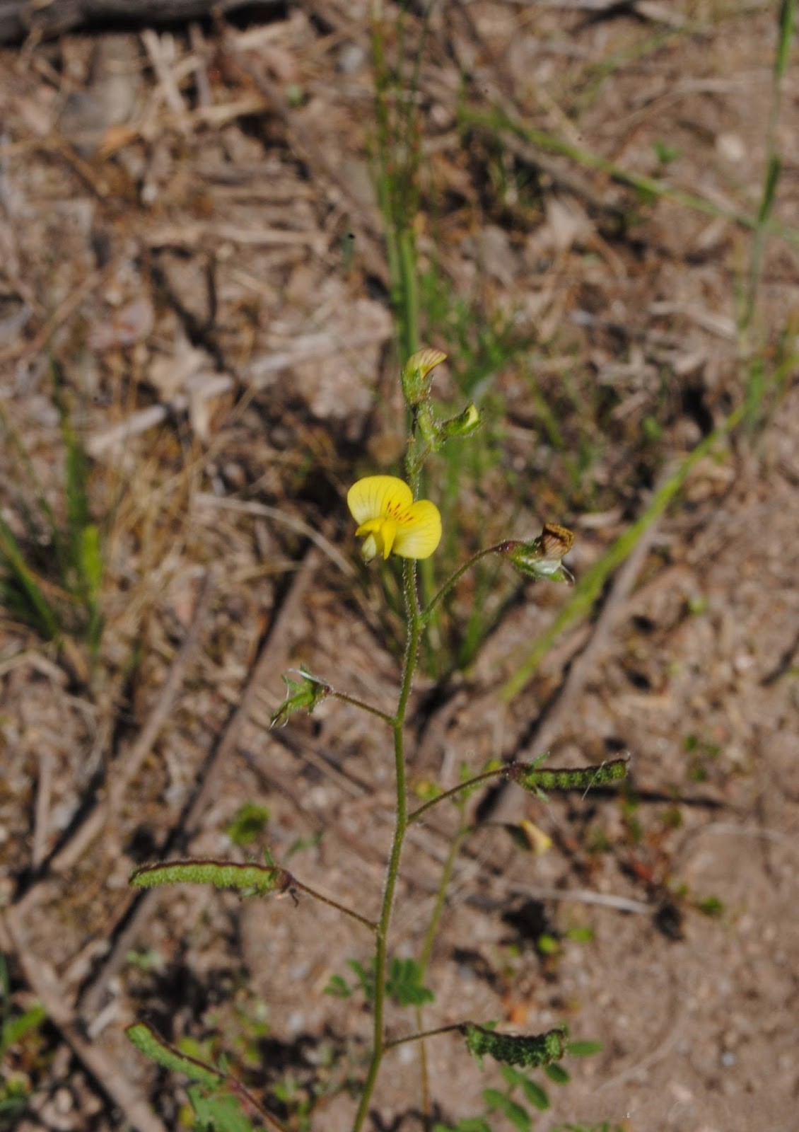 Adesmia muricata