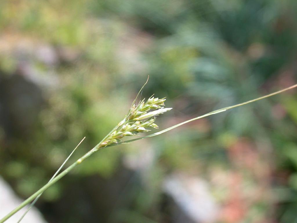Carex mitrata