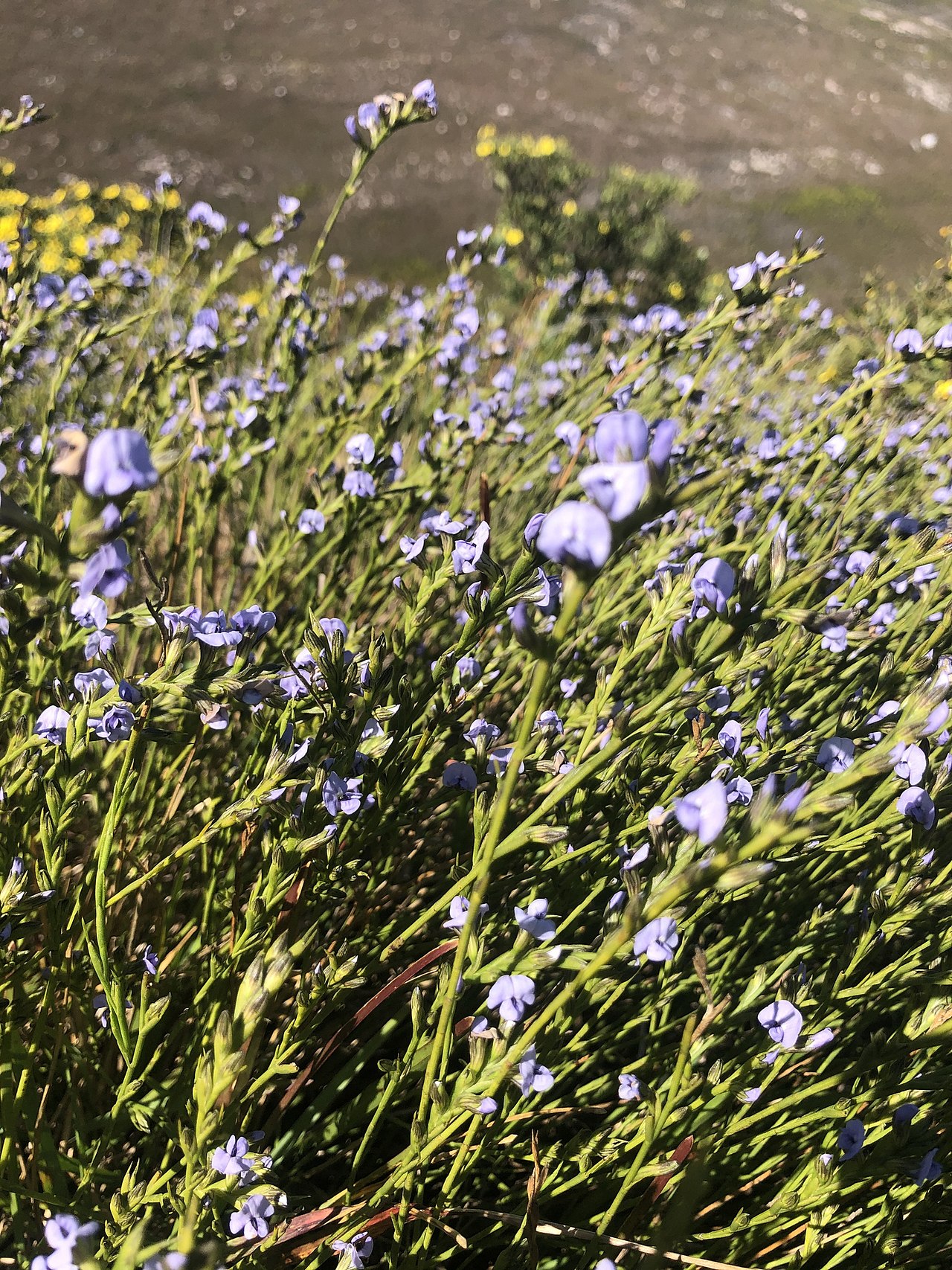 Psoralea restioides