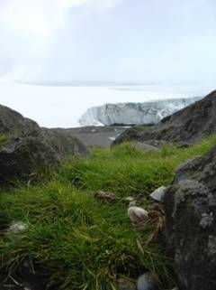 Deschampsia antarctica