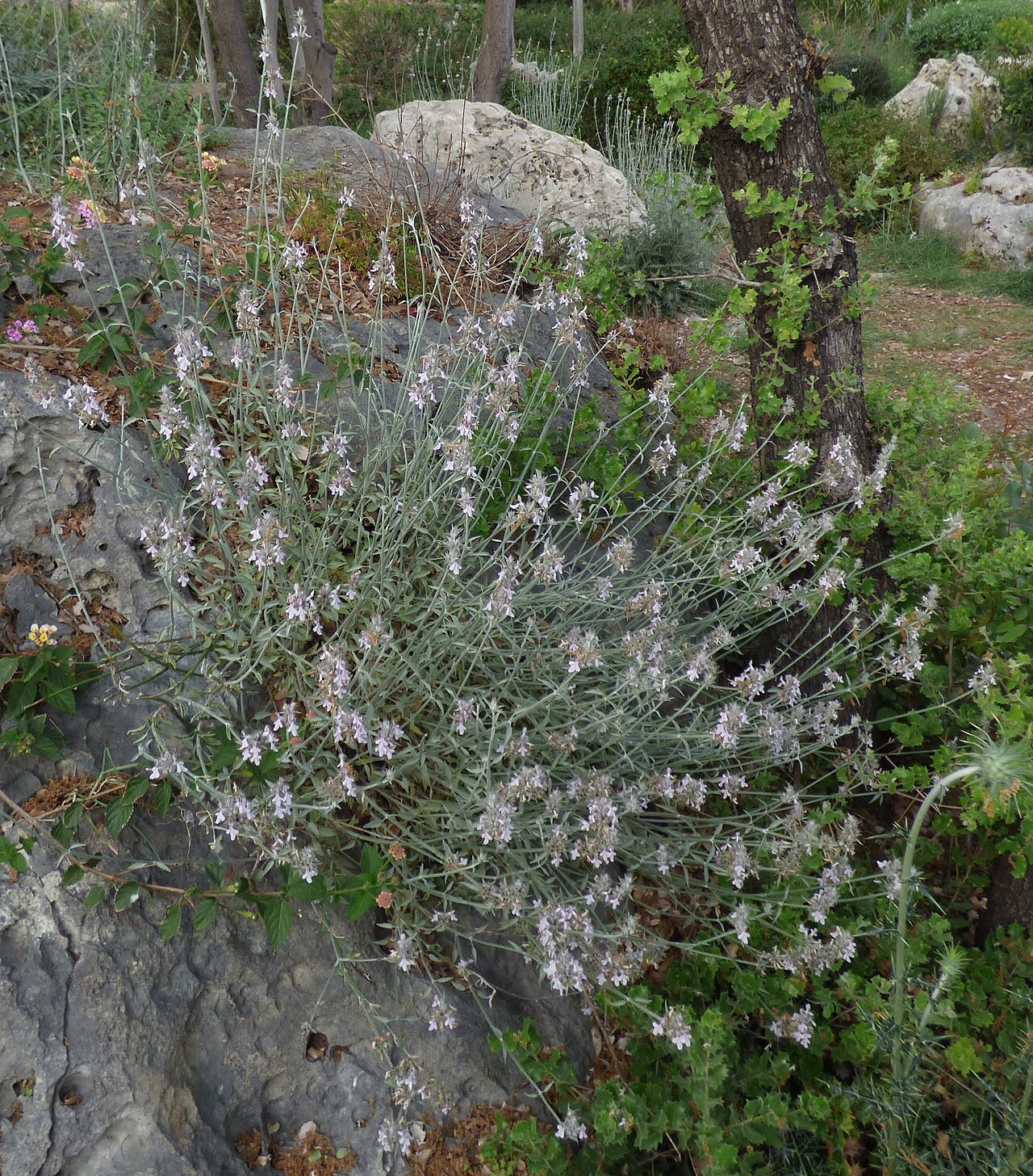 Stachys aleurites
