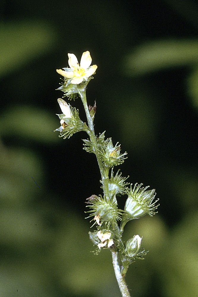 Agrimonia gryposepala