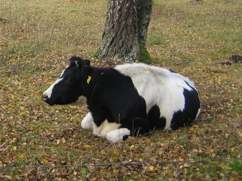 Swedish Friesian
