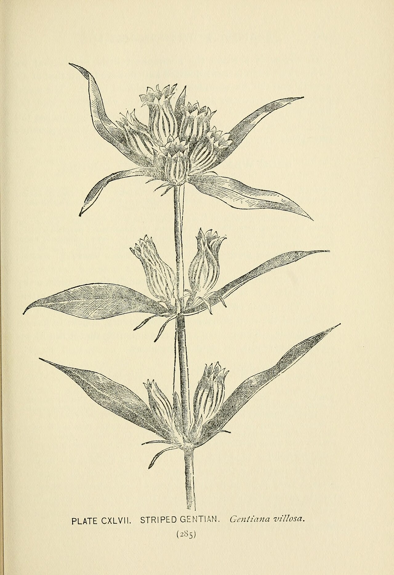 Gentiana villosa