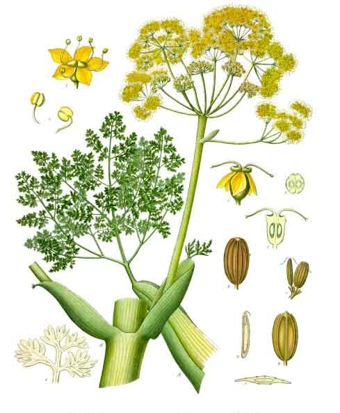 Ferula gummosa