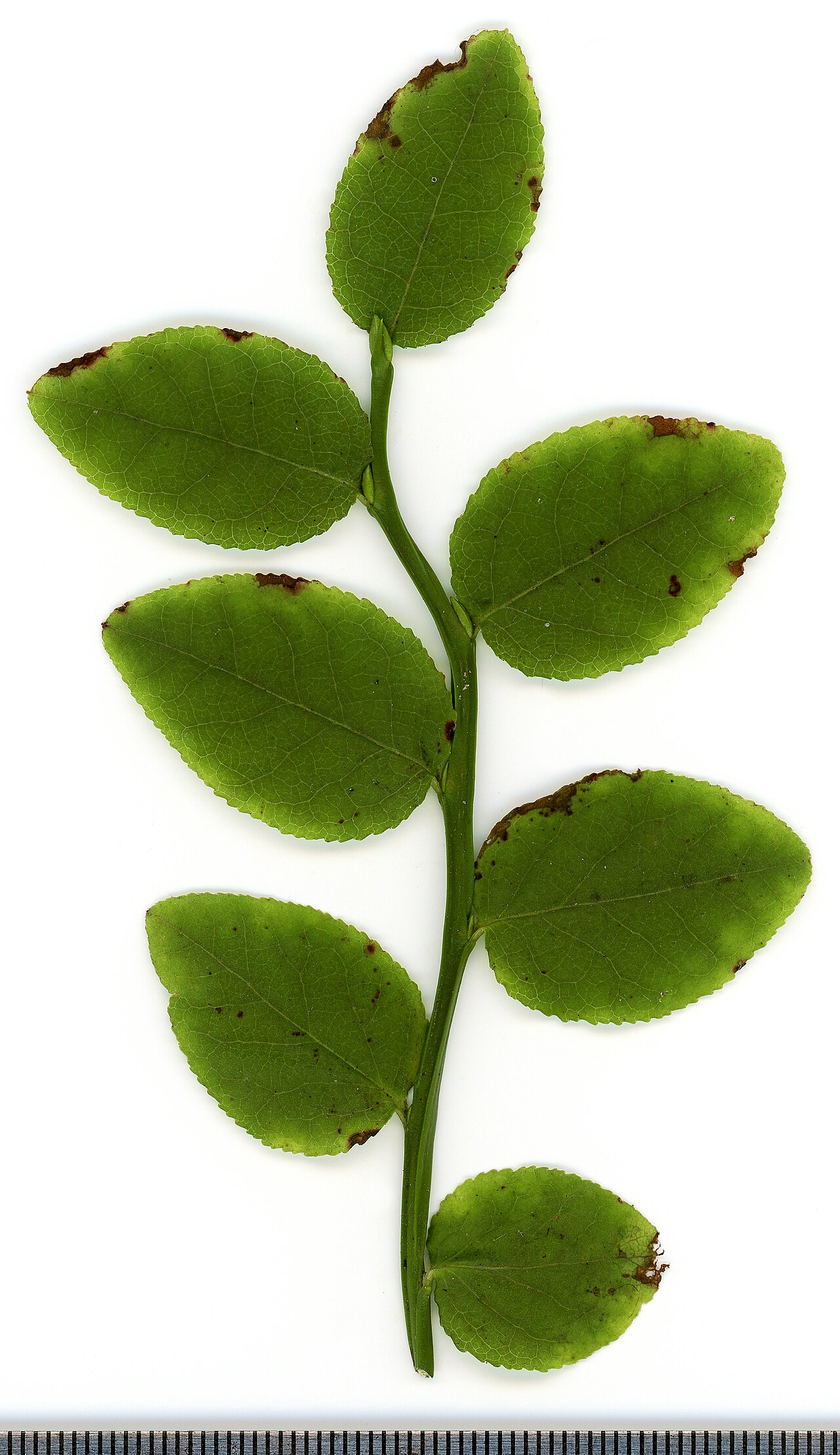 Vaccinium myrtillus