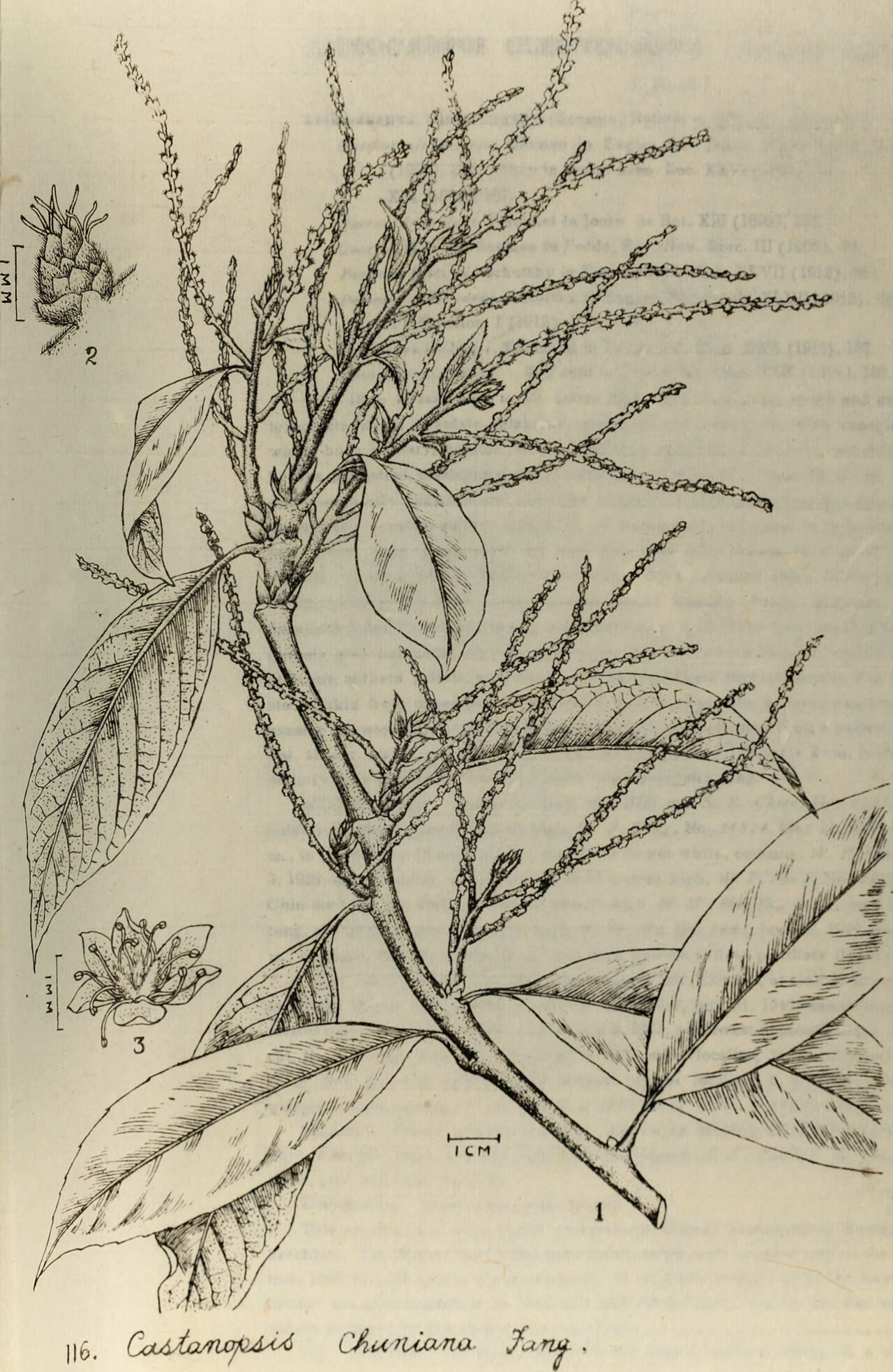 Castanopsis ceratacantha