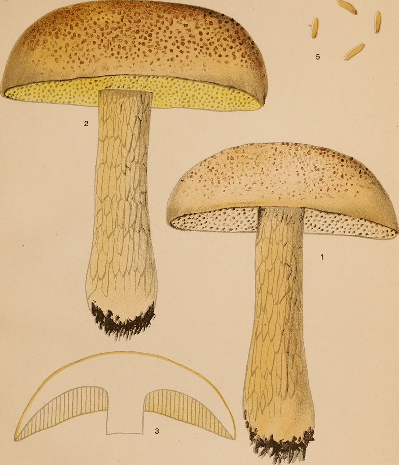 Boletus atkinsonii