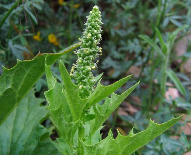 Blitum californicum