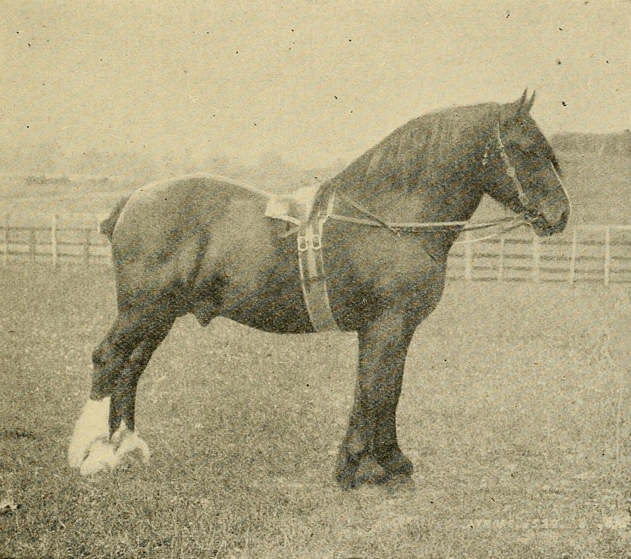 Lincolnshire Dray Horse