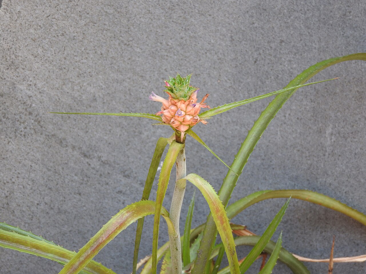 Ananas ananassoides