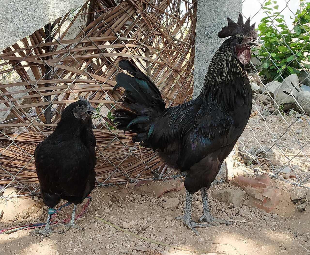 Kadaknath shamanth