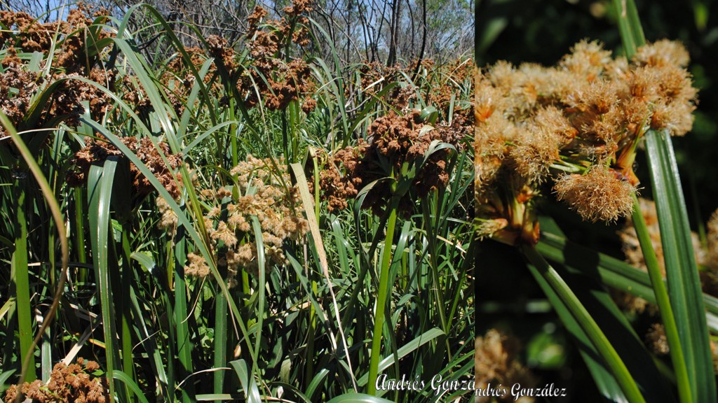 Scirpus giganteus