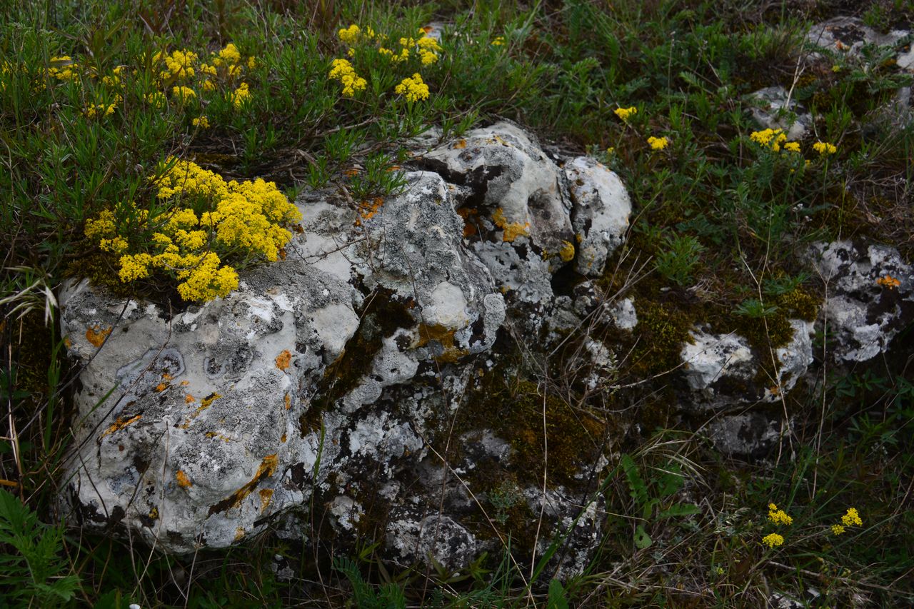 Genista albida