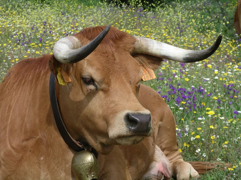 Arouquesa cattle