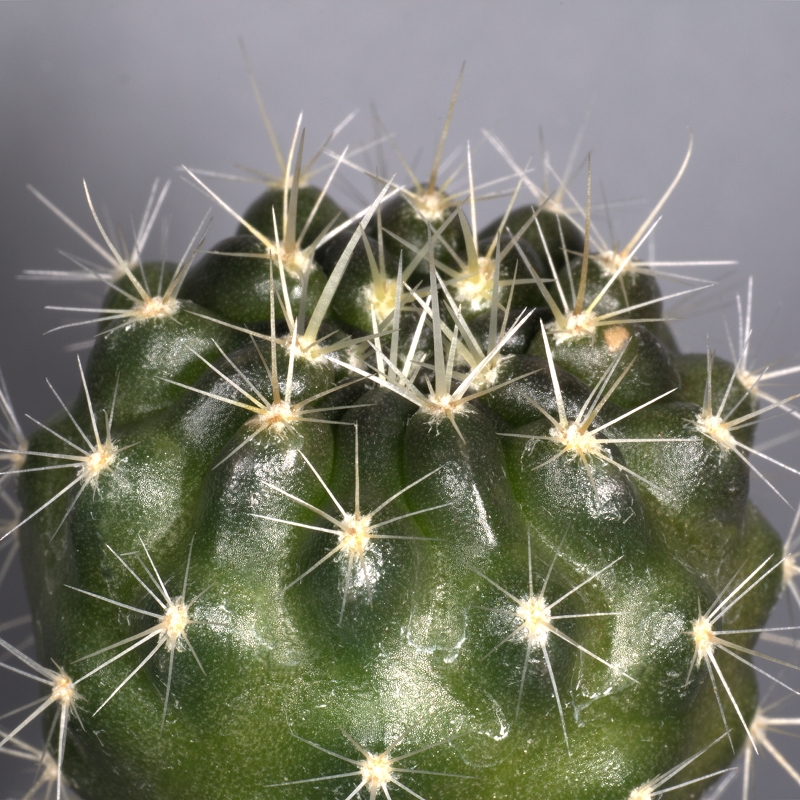 Eriosyce aspillagae