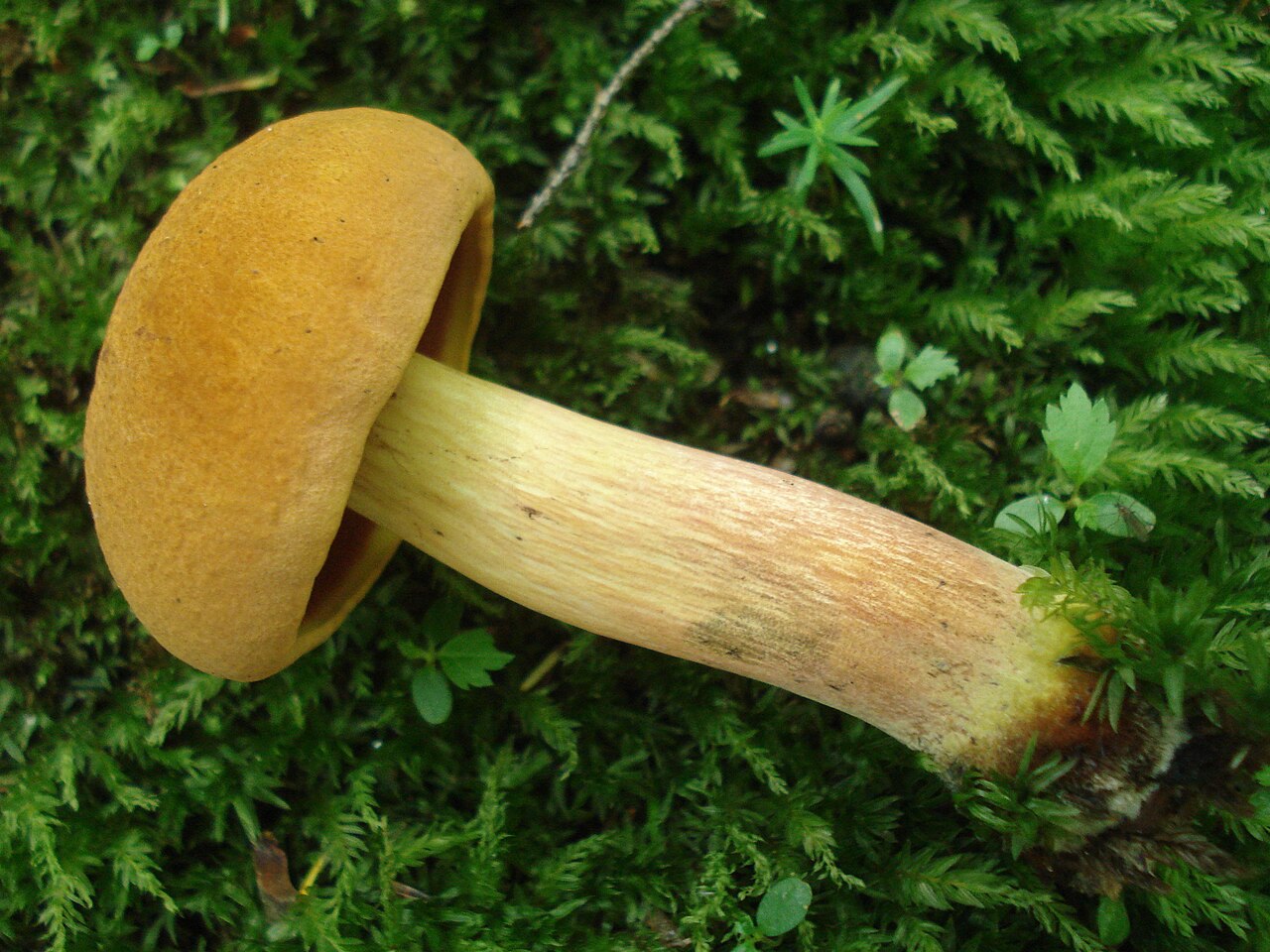 Boletus subvelutipes