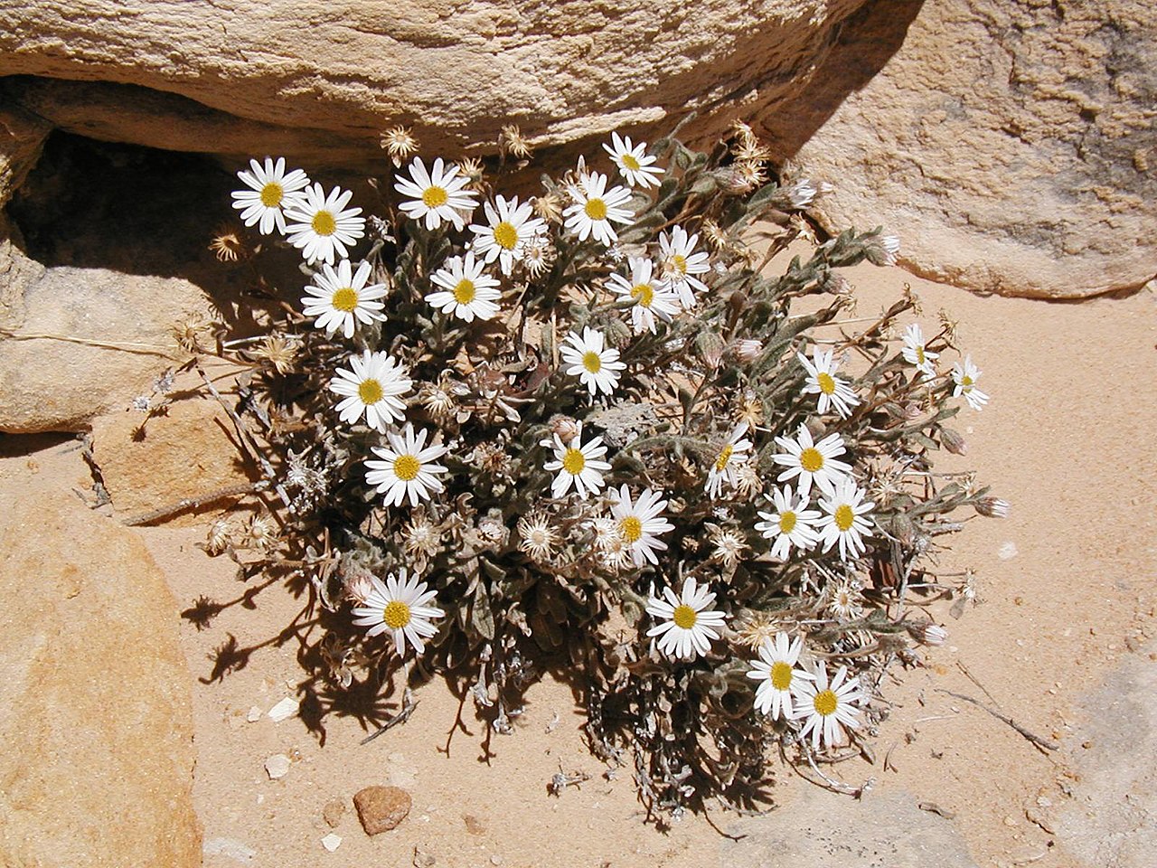 Erigeron maguirei