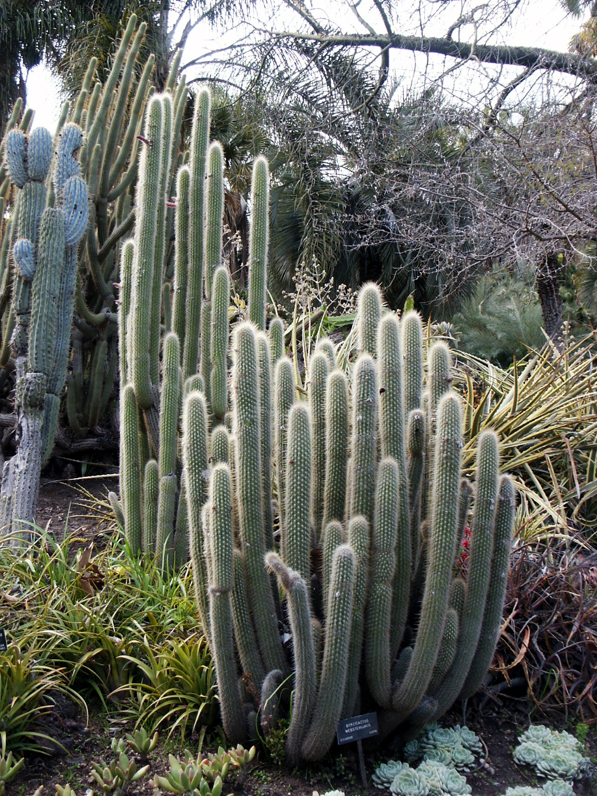 Cleistocactus sepium