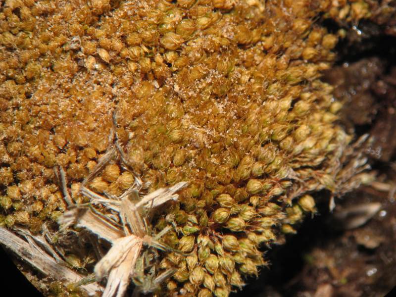 Rosulabryum elegans