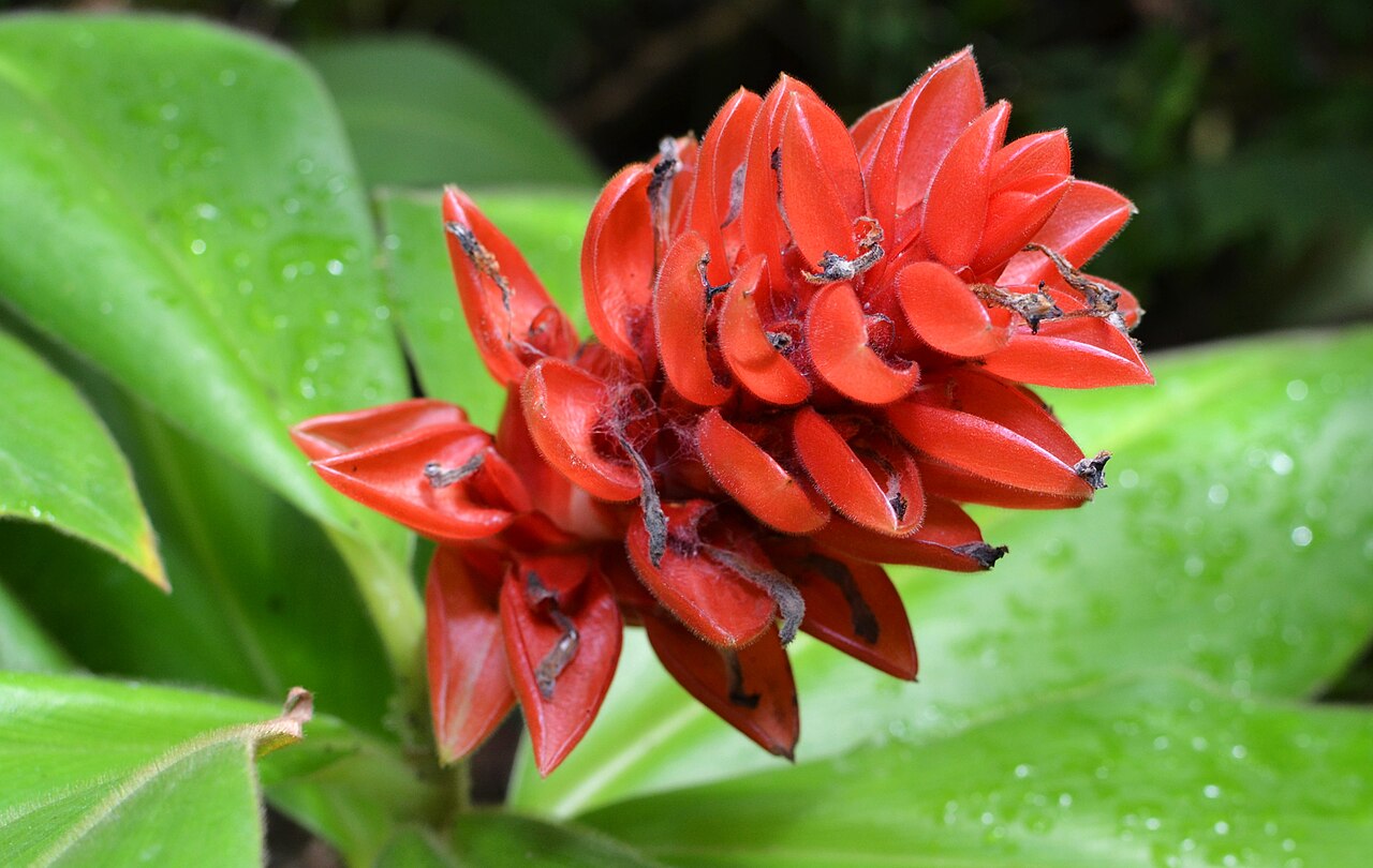 Costus osae
