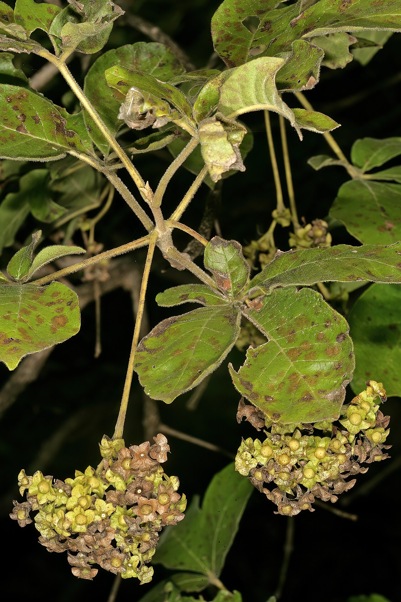 Vitex obovata