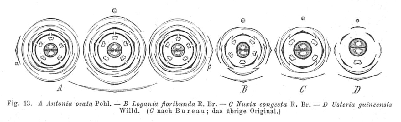 Logania albiflora
