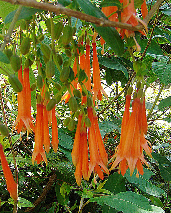 Fuchsia dependens