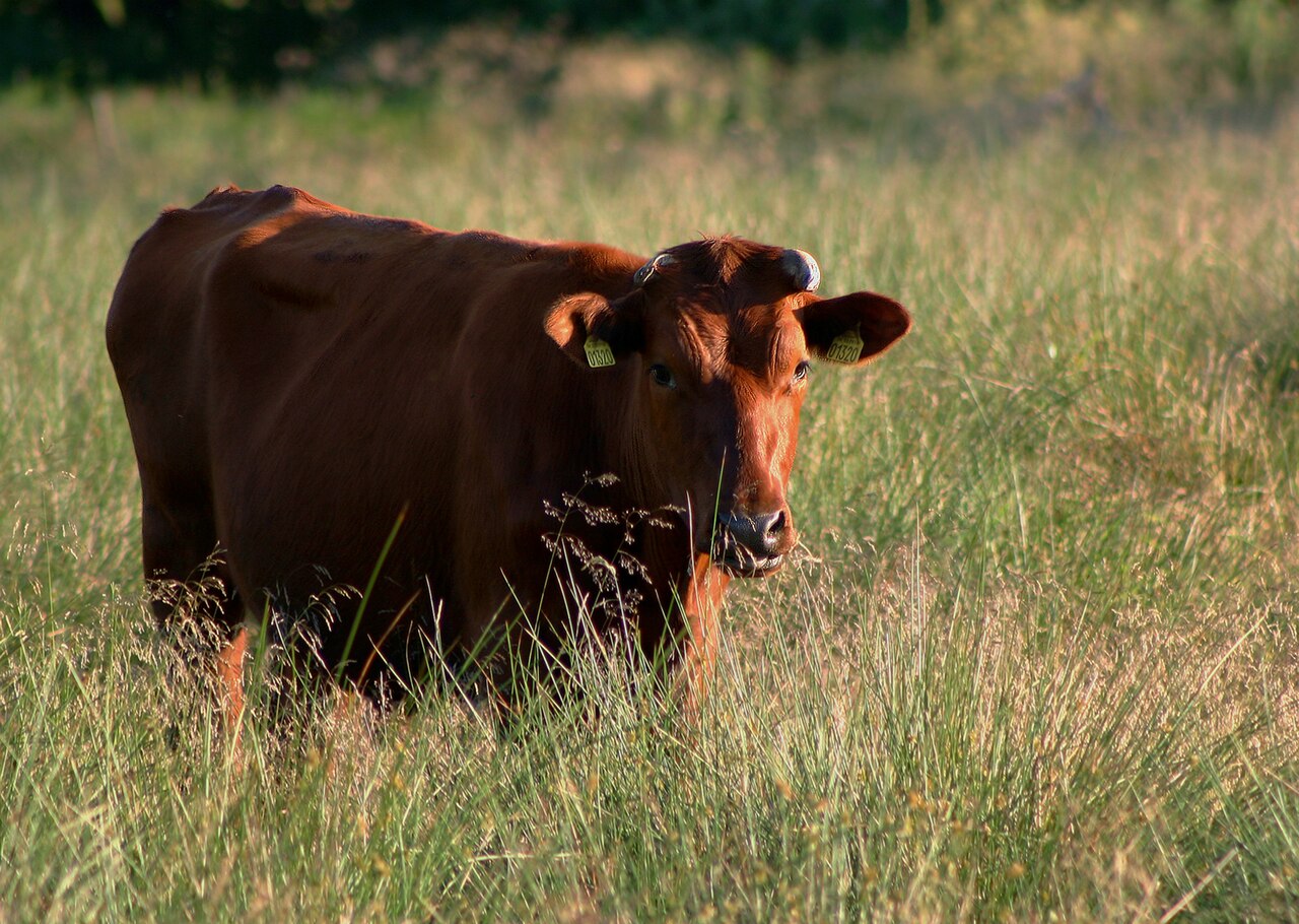 Danish Red cattle