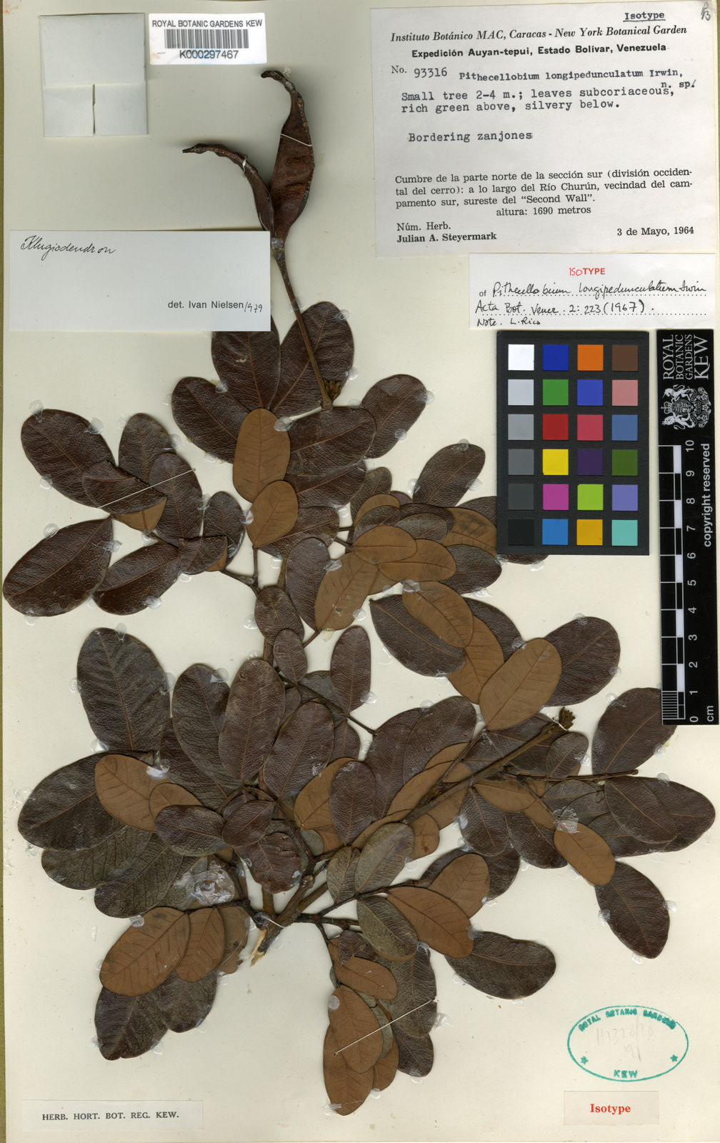 Abarema longipedunculata