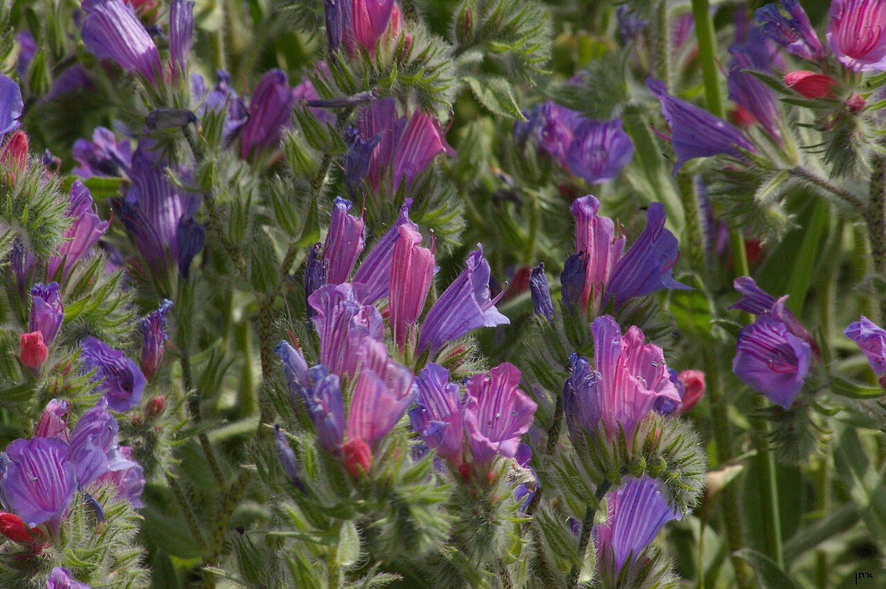 Echium judaeum