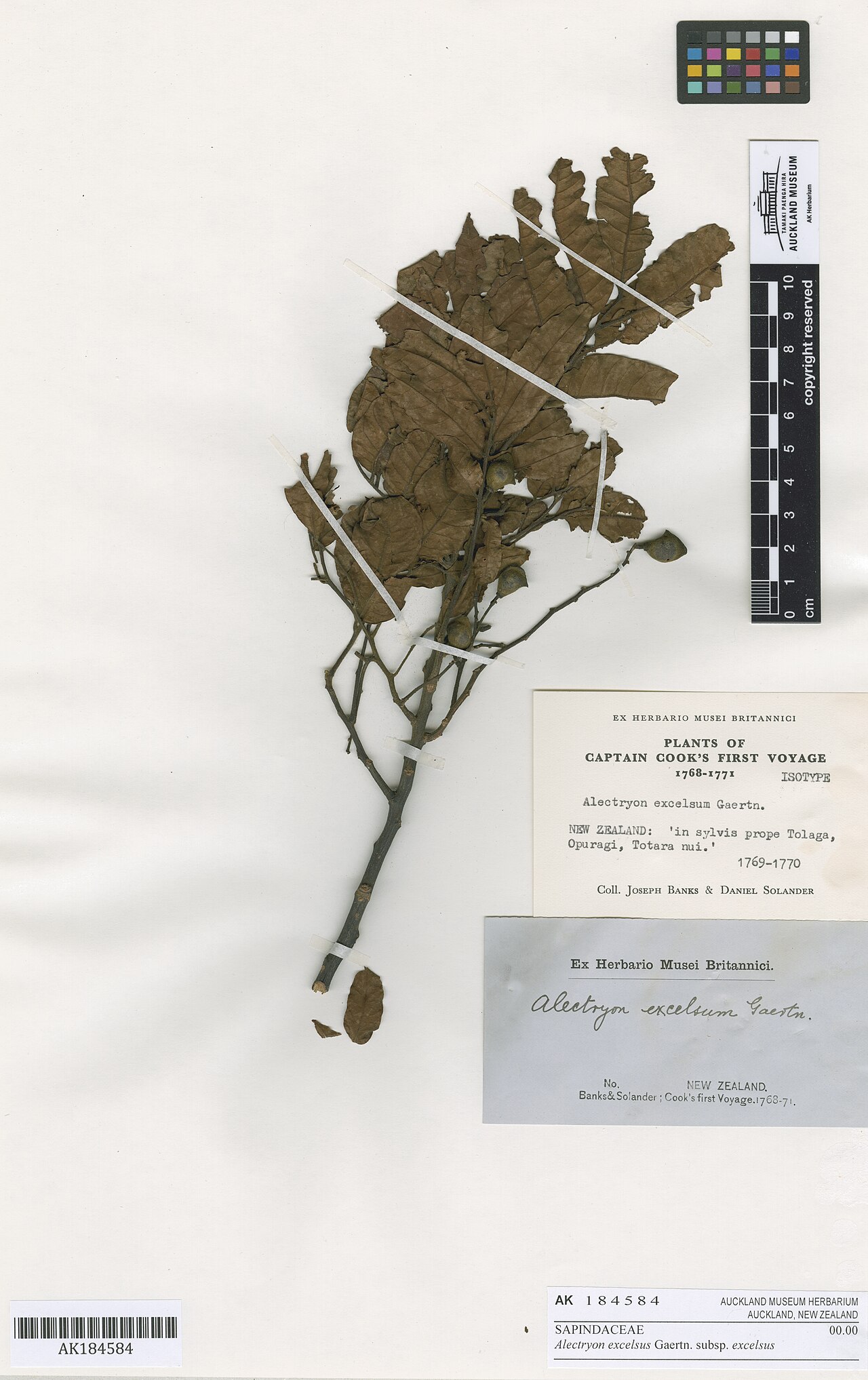 Alectryon excelsus