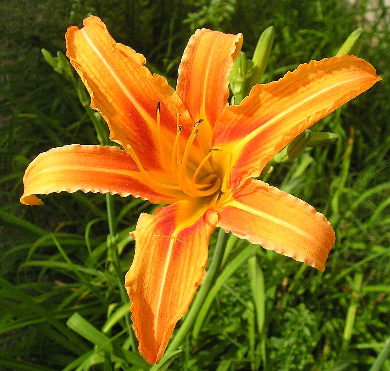Hemerocallis fulva