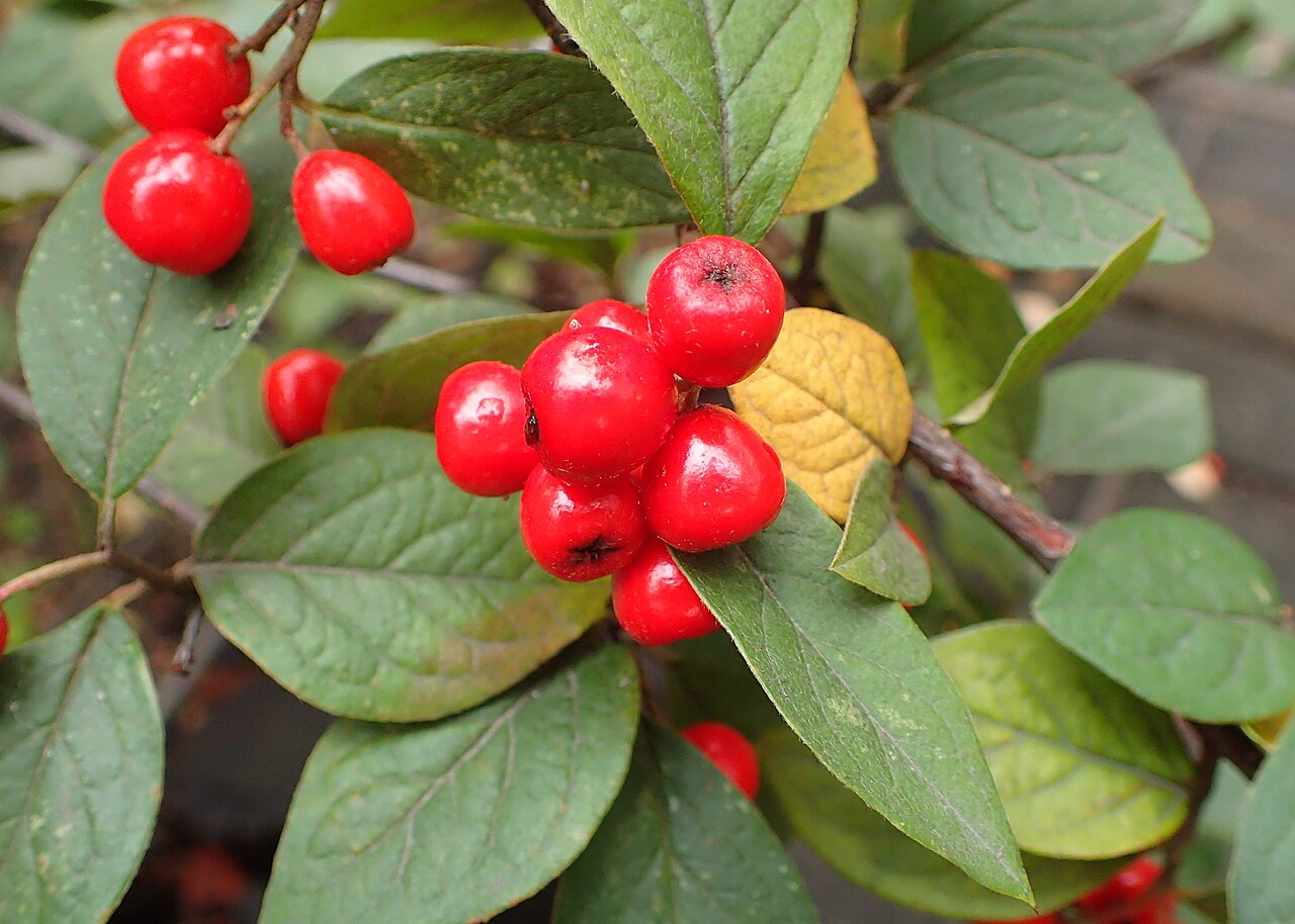 Cotoneaster bullatus
