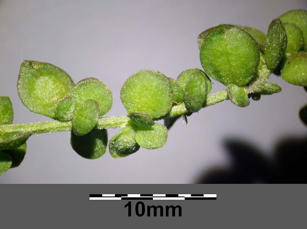 Atriplex micrantha