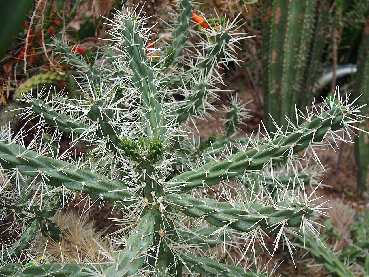 Cylindropuntia rosea