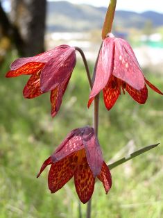 Fritillaria gentneri