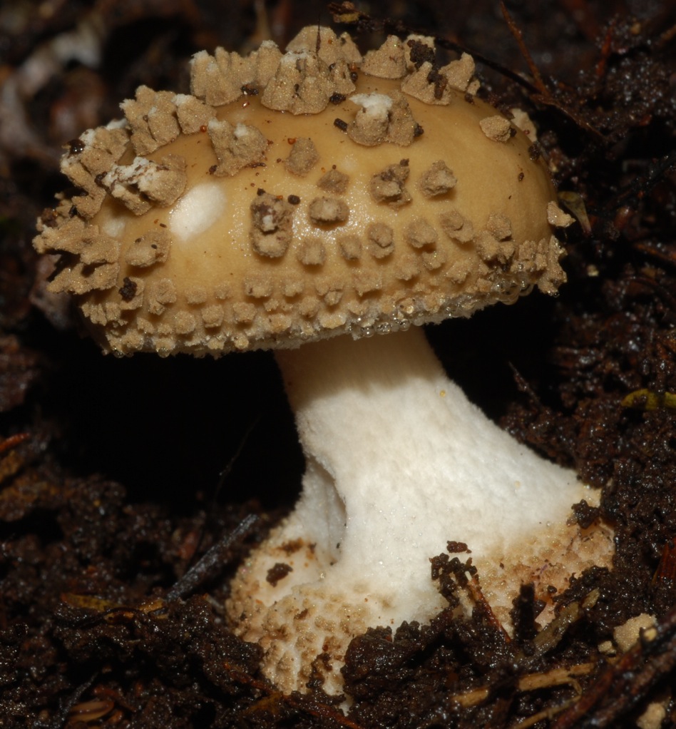 Amanita australis