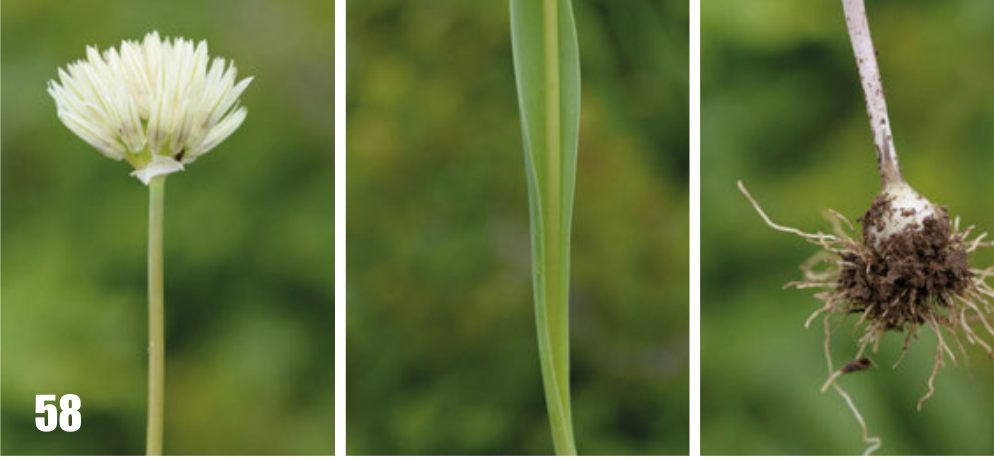 Allium darwasicum