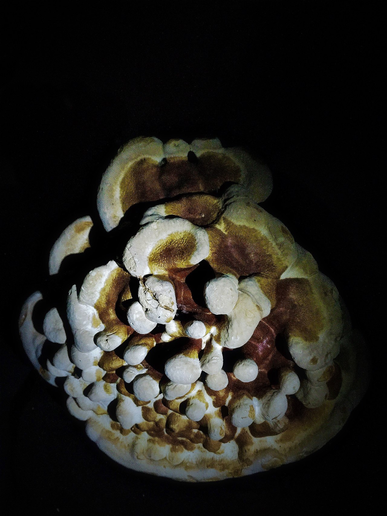 Ganoderma multipileum