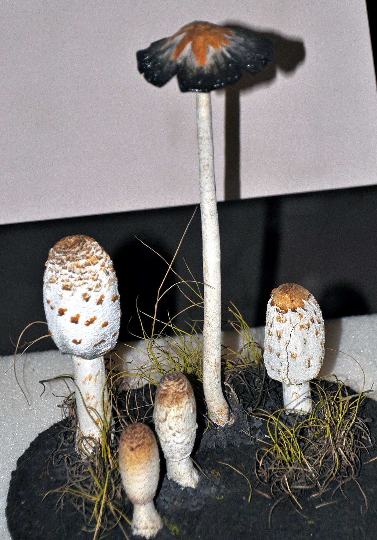 Coprinus comatus