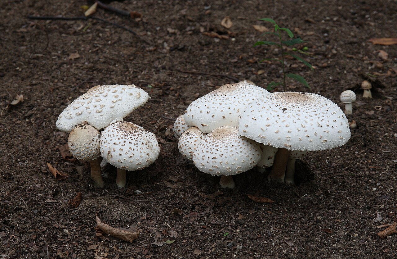 Chlorophyllum molybdites