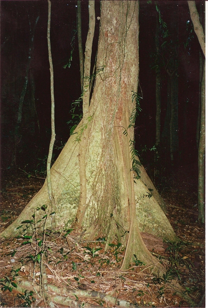 Argyrodendron trifoliolatum