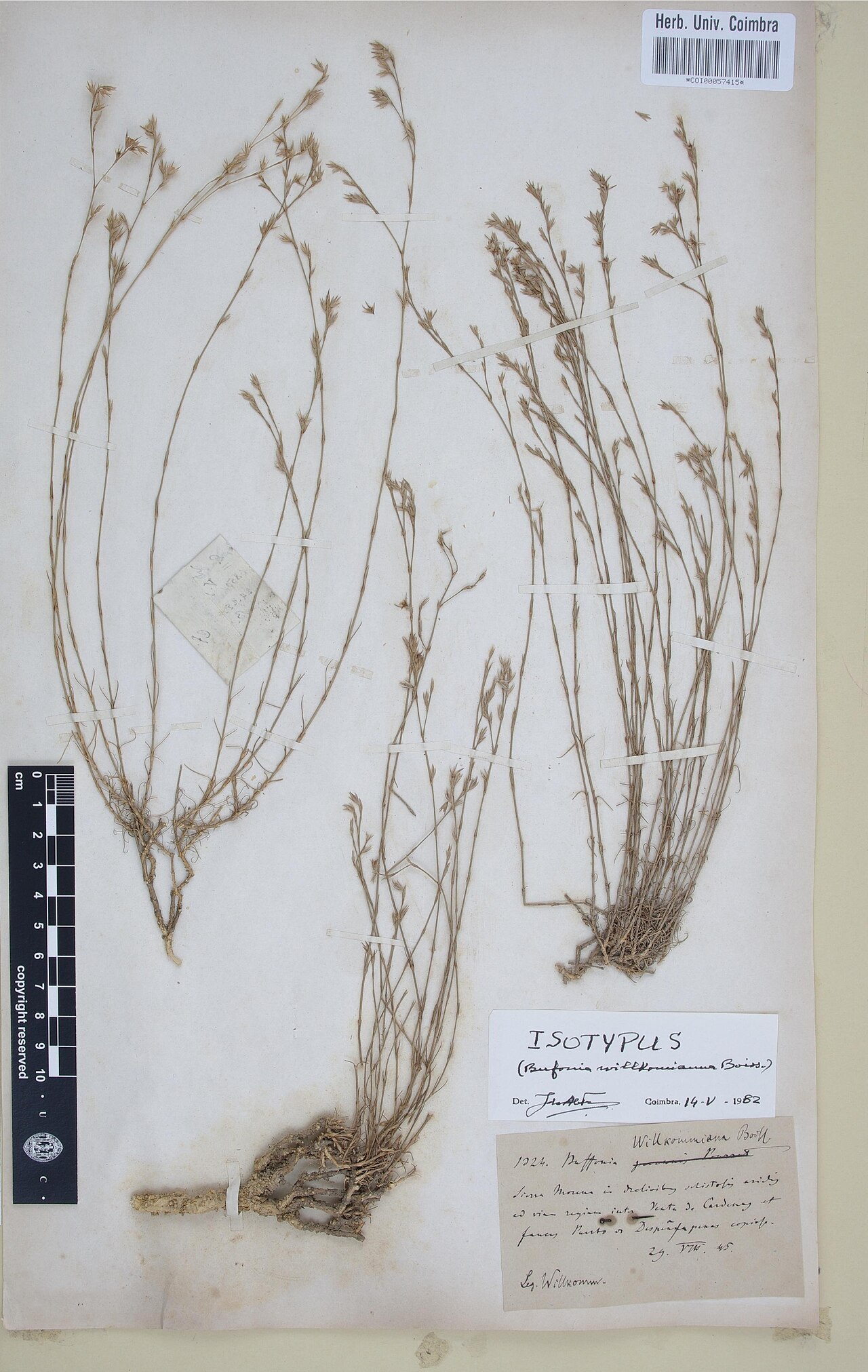 Bufonia macropetala