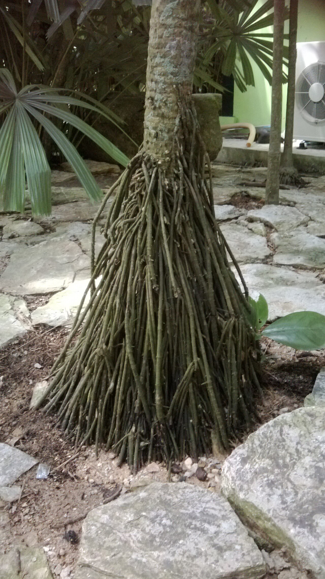 Cryosophila williamsii