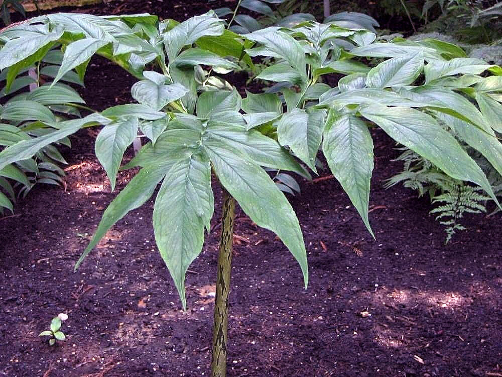 Amorphophallus kiusianus