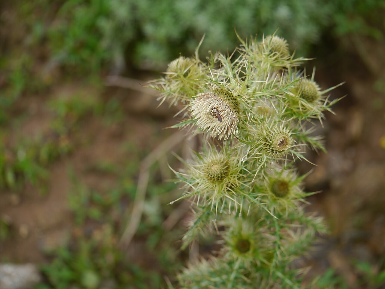 Cirsium falconeri